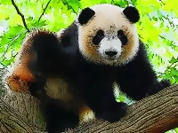 Cute baby panda