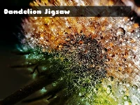 Dandelion jigsaw