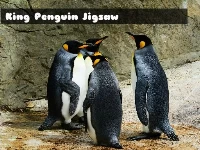 King penguin jigsaw